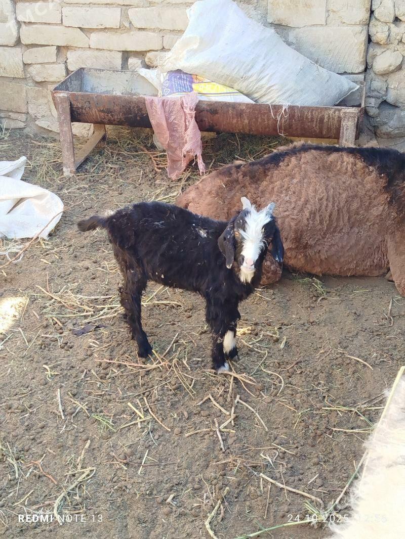 cebis - Джебел - img 2