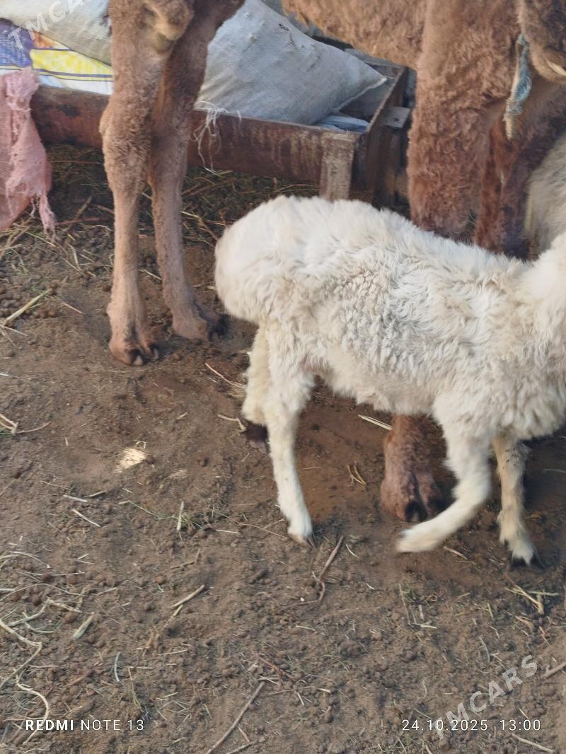 tokly - Jebel - img 4