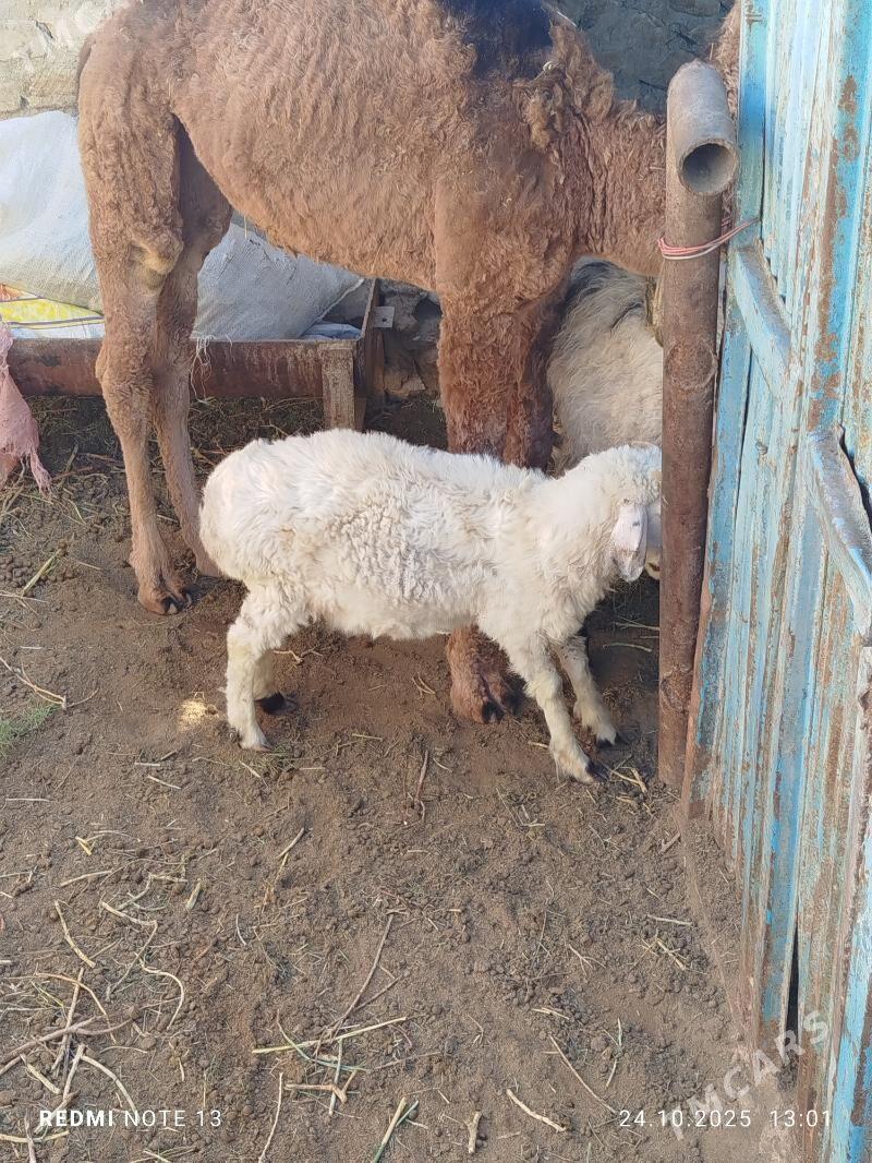 tokly - Jebel - img 3