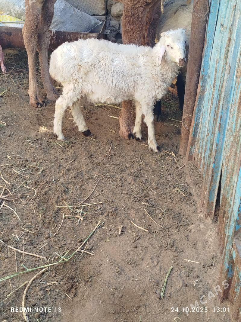 tokly - Jebel - img 1