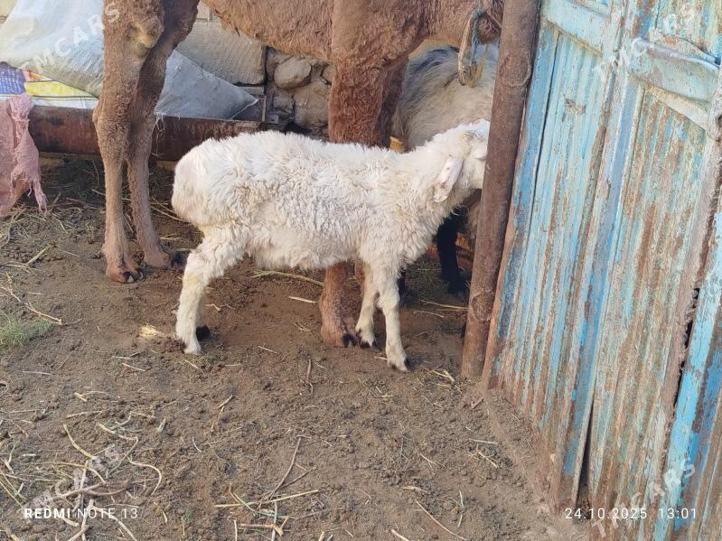 tokly - Jebel - img 2