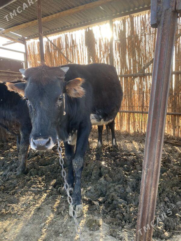 Bogaz gulajyn - Байрамали - img 2