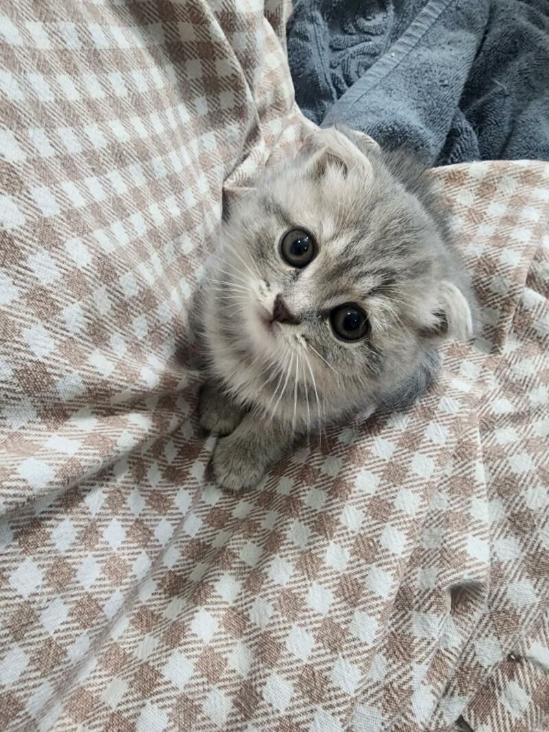 Шотландские котята - Ашхабад - img 6