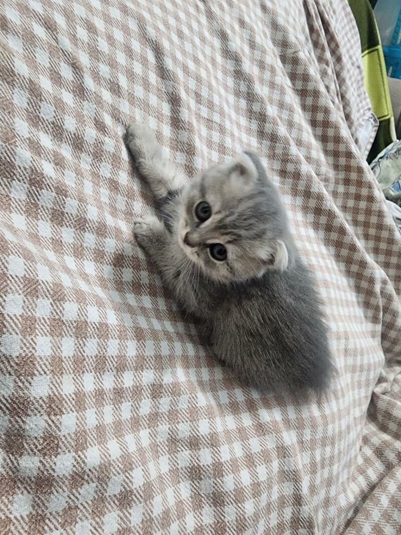 Шотландские котята - Ашхабад - img 8