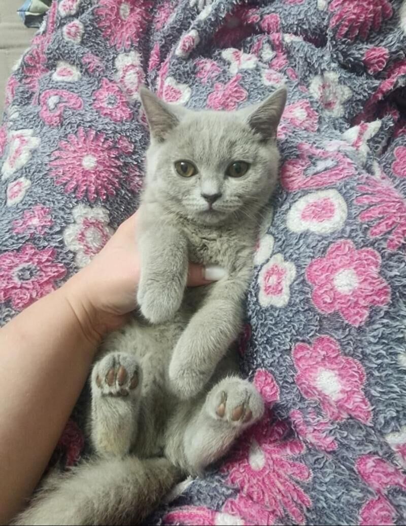 Шотландские котята - Ашхабад - img 5