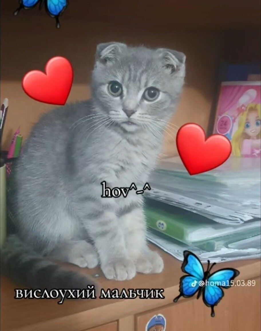 Шотландские котята - Ашхабад - img 9