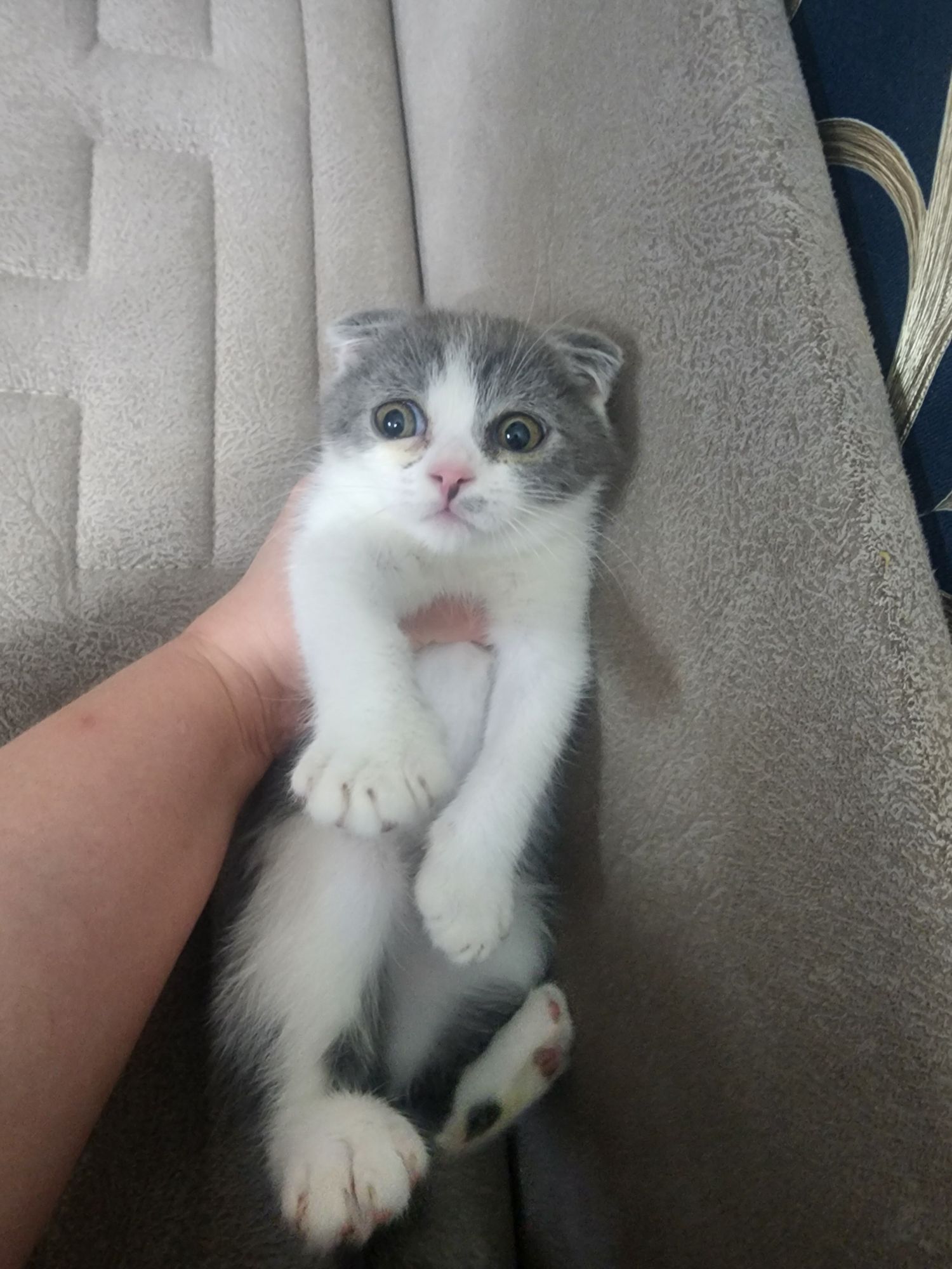 Шотландские котята - Ашхабад - img 10