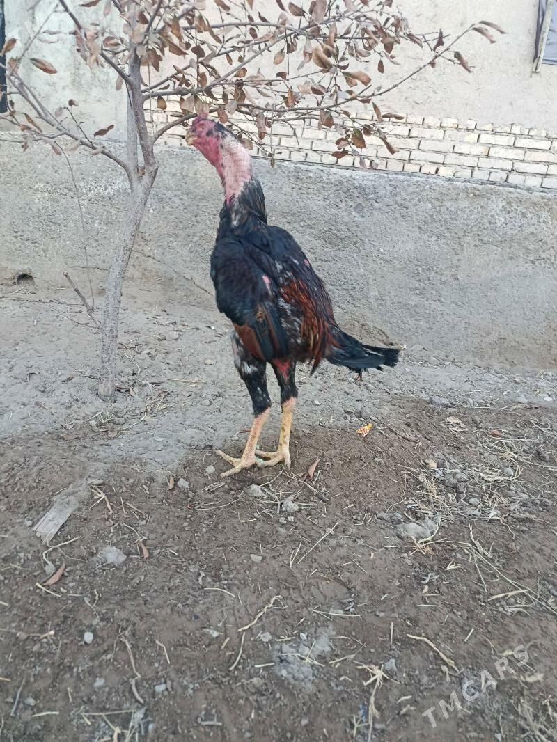 horaz - Шабатский этрап - img 2