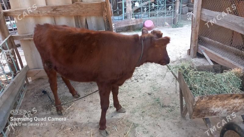 Tüwe - Gökje - img 2