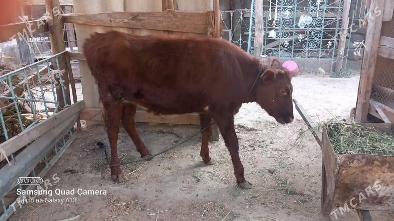 Tüwe - Gökje - img 3