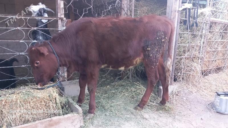 Tüwe - Gökje - img 5