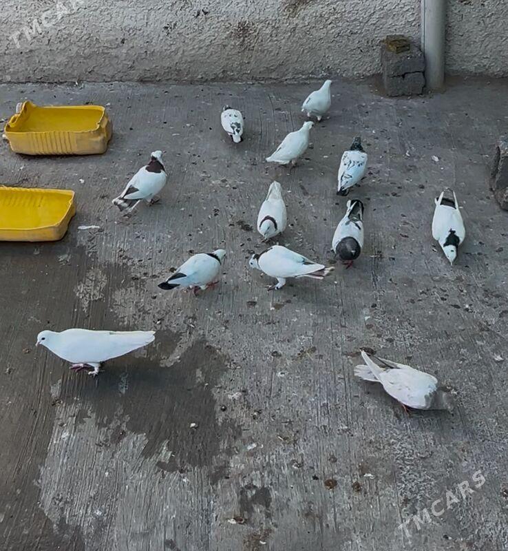 kepderi - 9 мкр - img 9