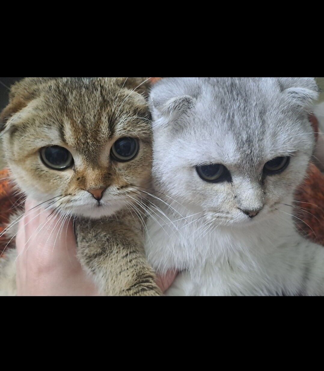 Шотландские котята - Aşgabat - img 10