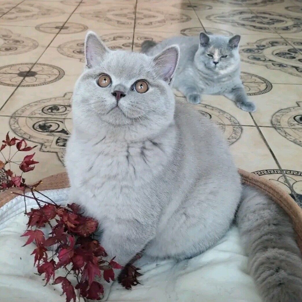 Шотландские котята - Aşgabat - img 11