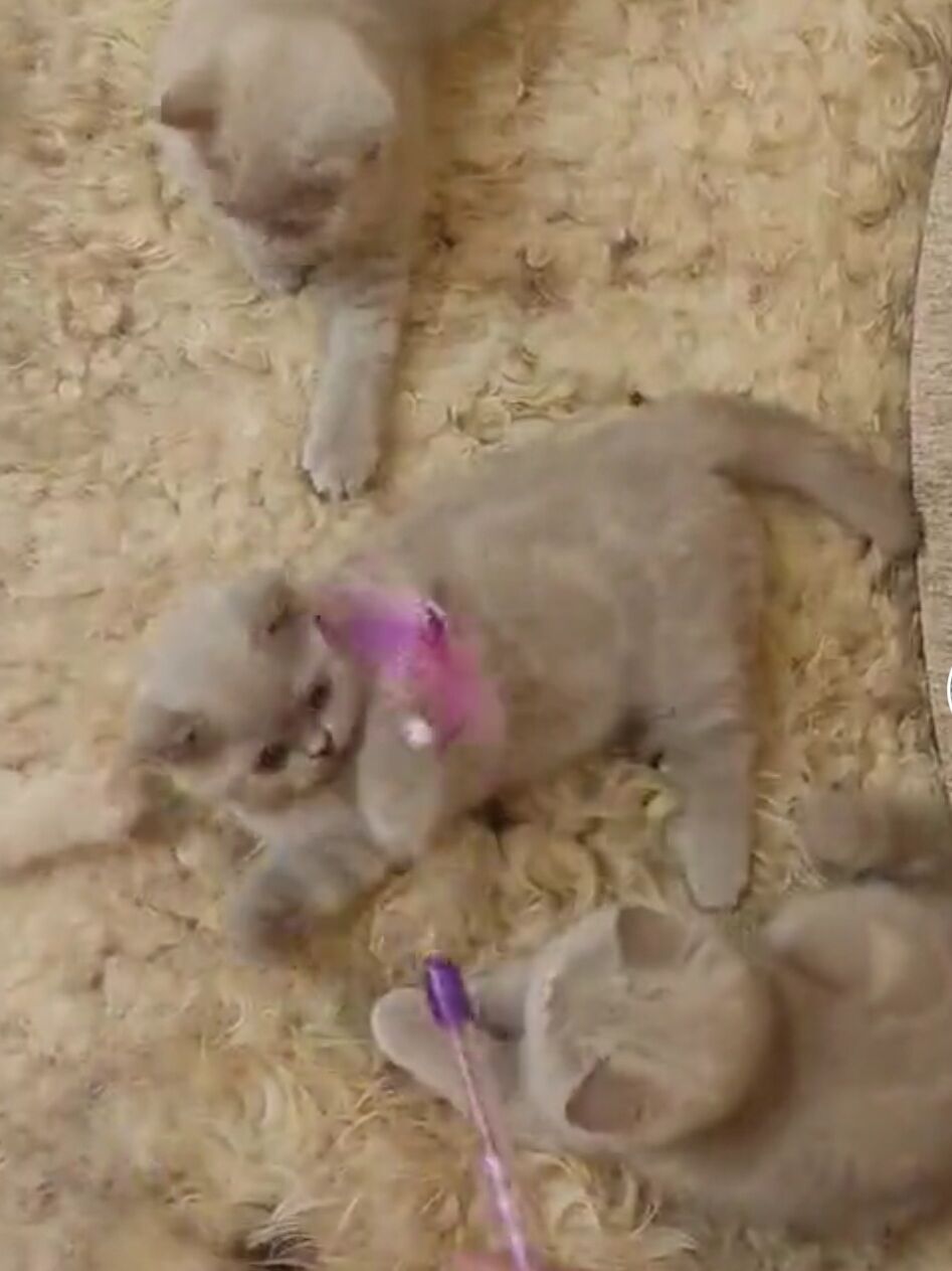 Шотландские котята - Aşgabat - img 9