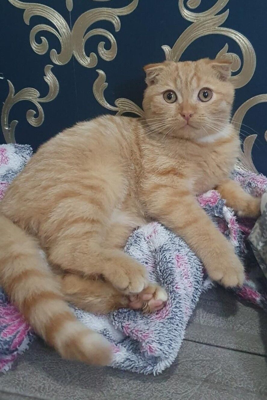 Шотландские котята - Ашхабад - img 2