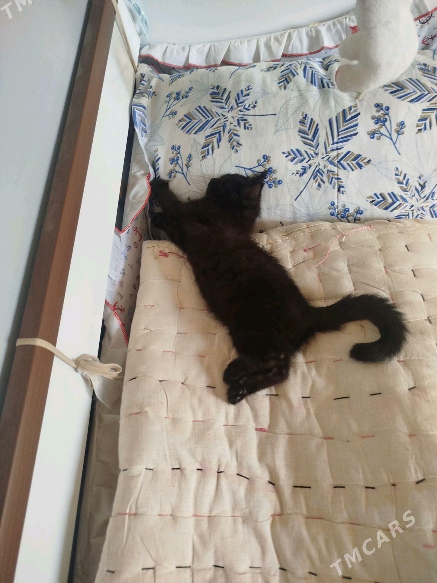 котенок - Ашхабад - img 2