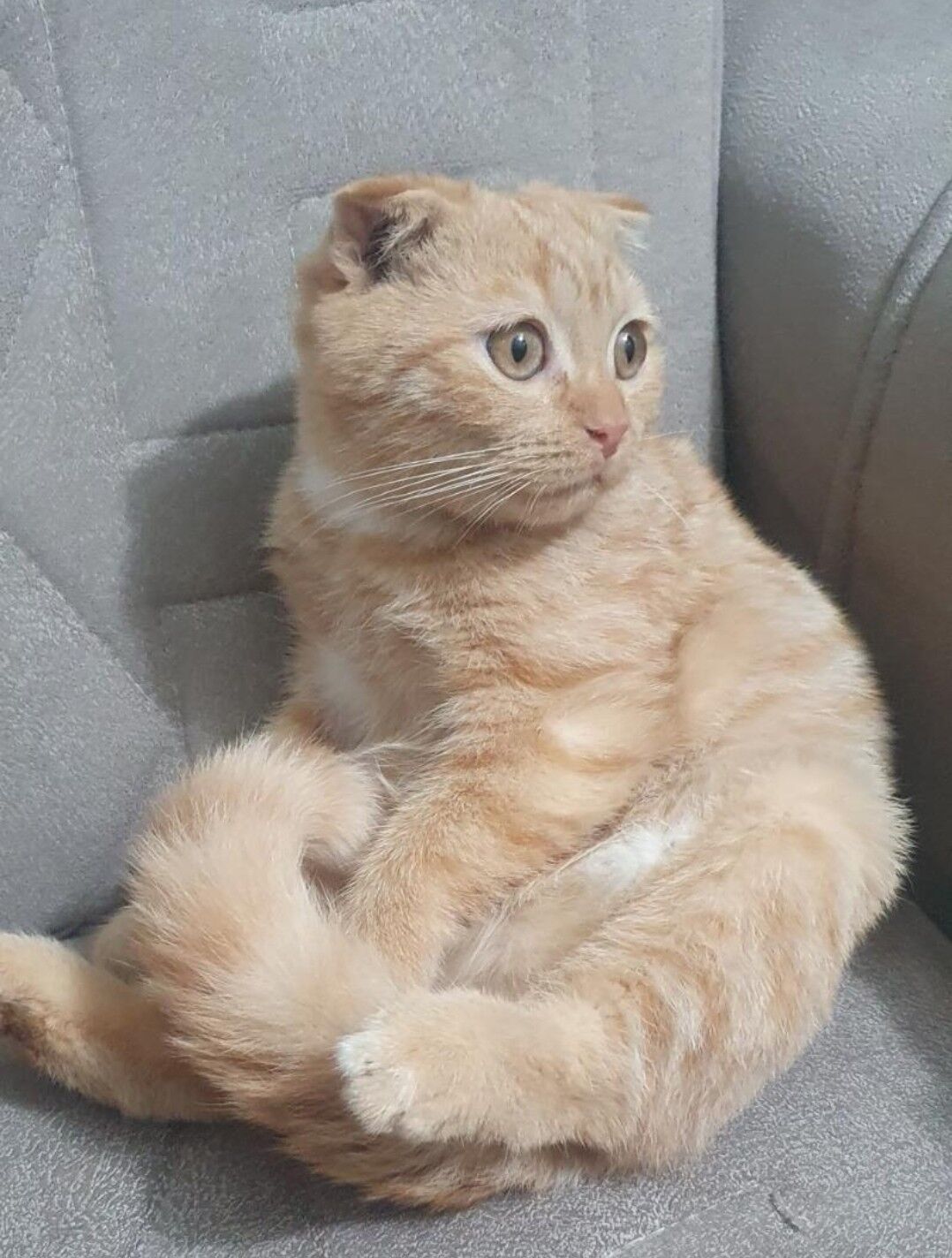 Шотландские котята - Ашхабад - img 3