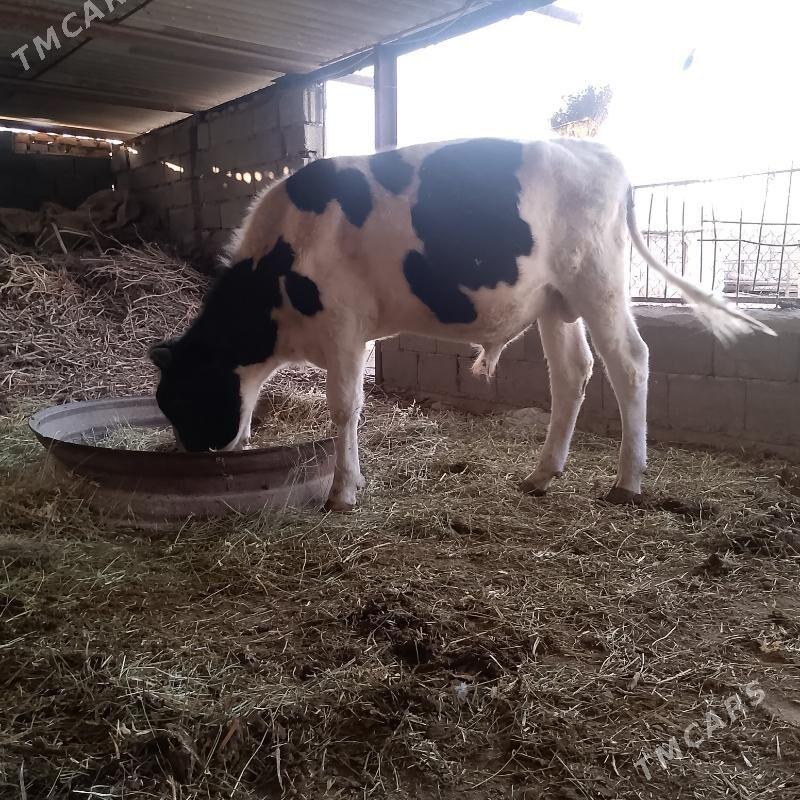 Galysini Öküz - Ýaşlyk - img 3