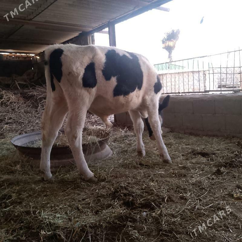 Galysini Öküz - Ýaşlyk - img 2