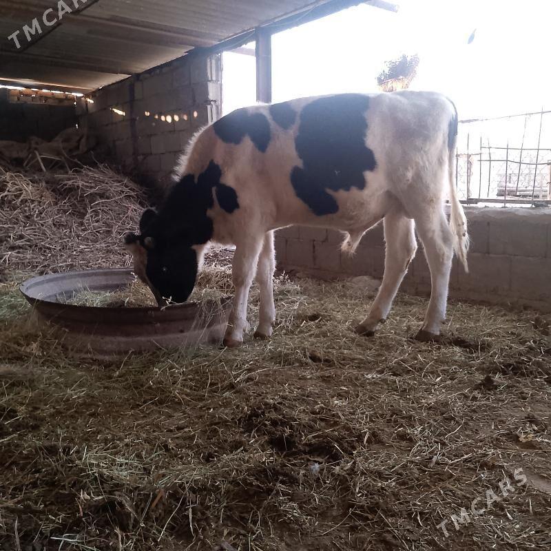 Galysini Öküz - Ýaşlyk - img 1