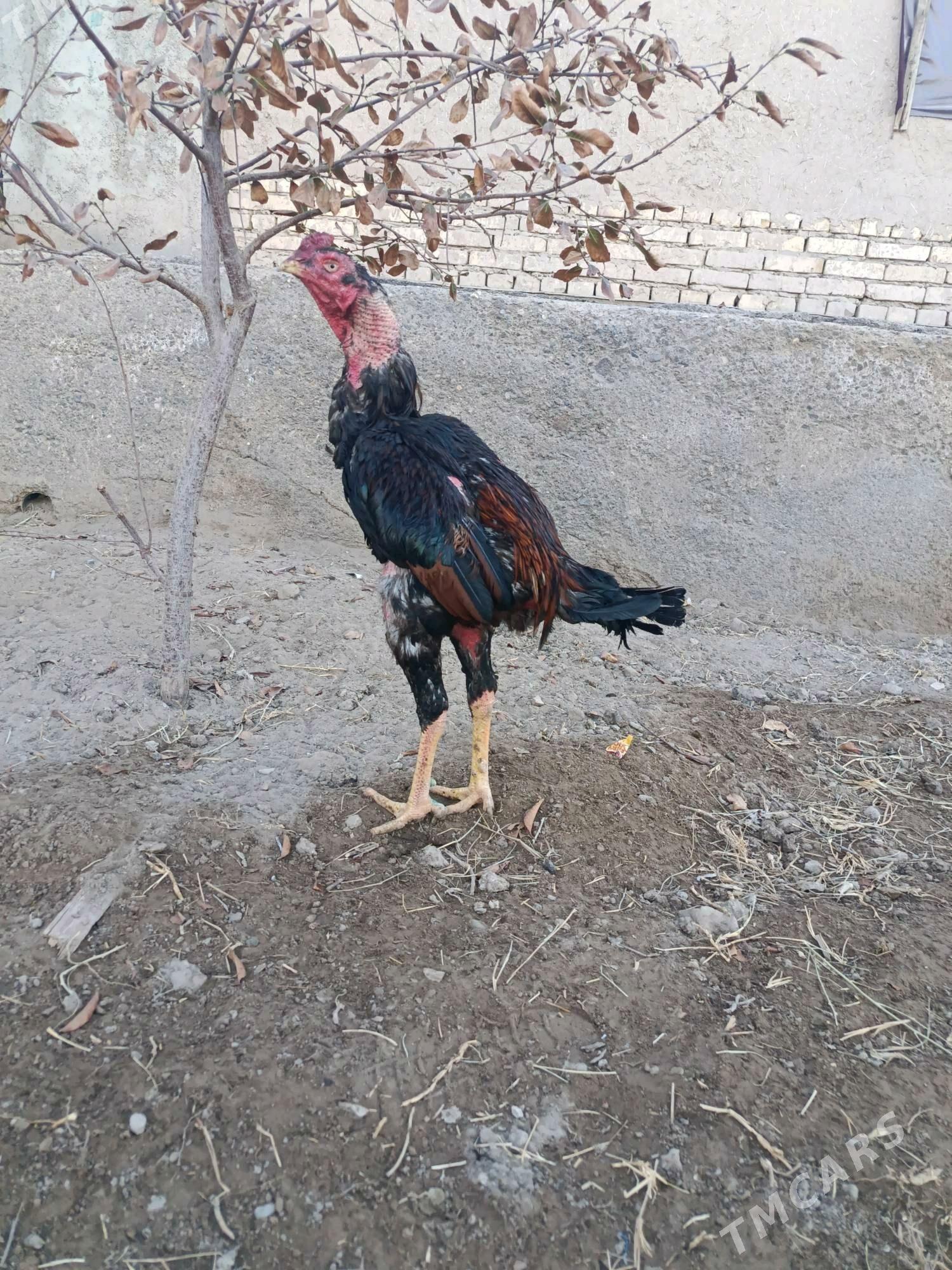 horaz - Шабатский этрап - img 4