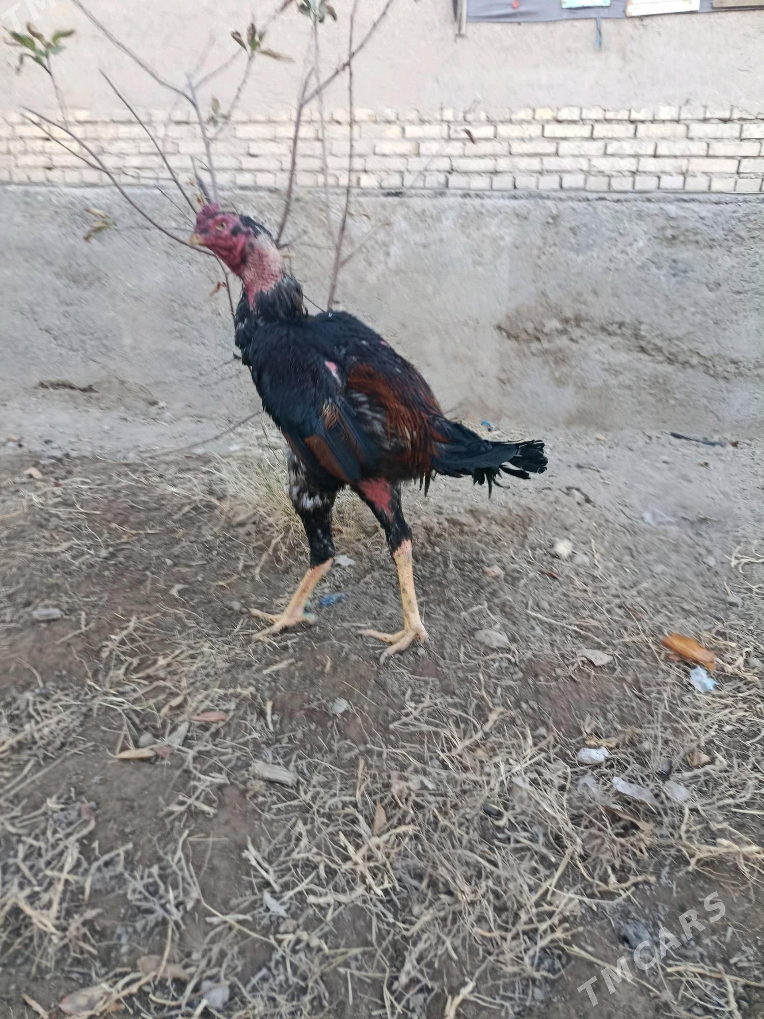 horaz - Шабатский этрап - img 5