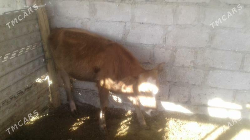 ardana - Эсенгулы - img 2