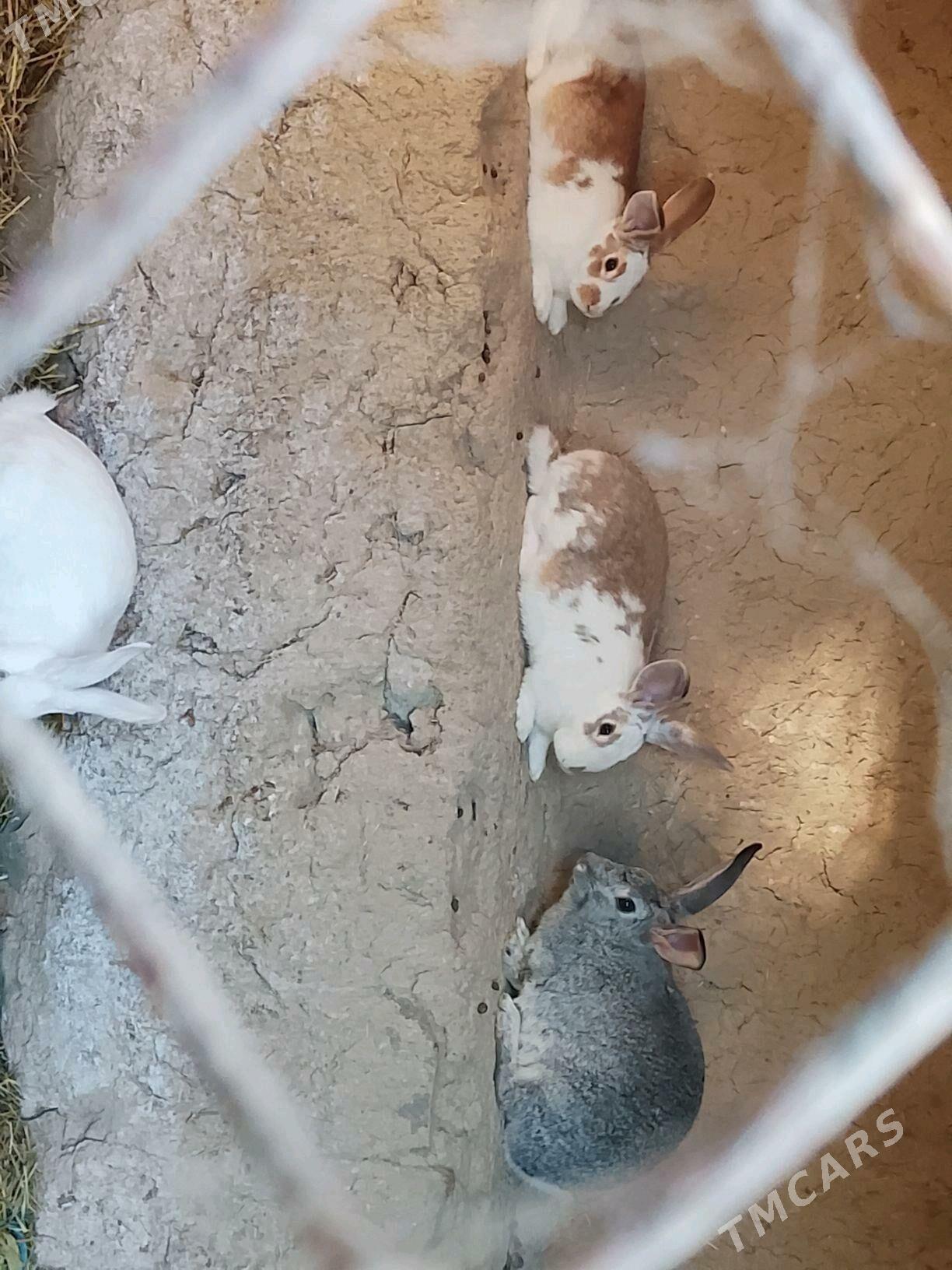 Towşan - Махтумкули - img 2