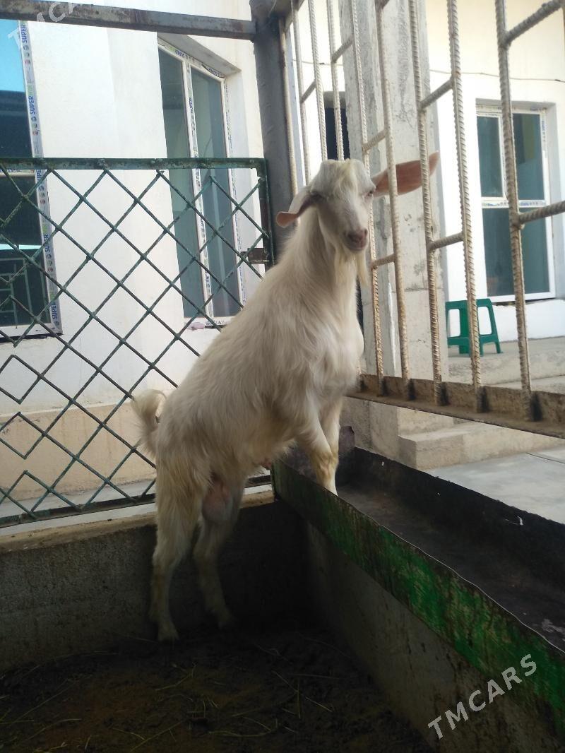 Paroda teke - Aşgabat - img 2