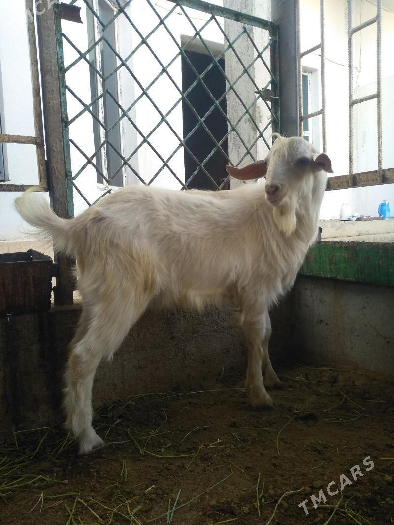 Paroda teke - Aşgabat - img 3