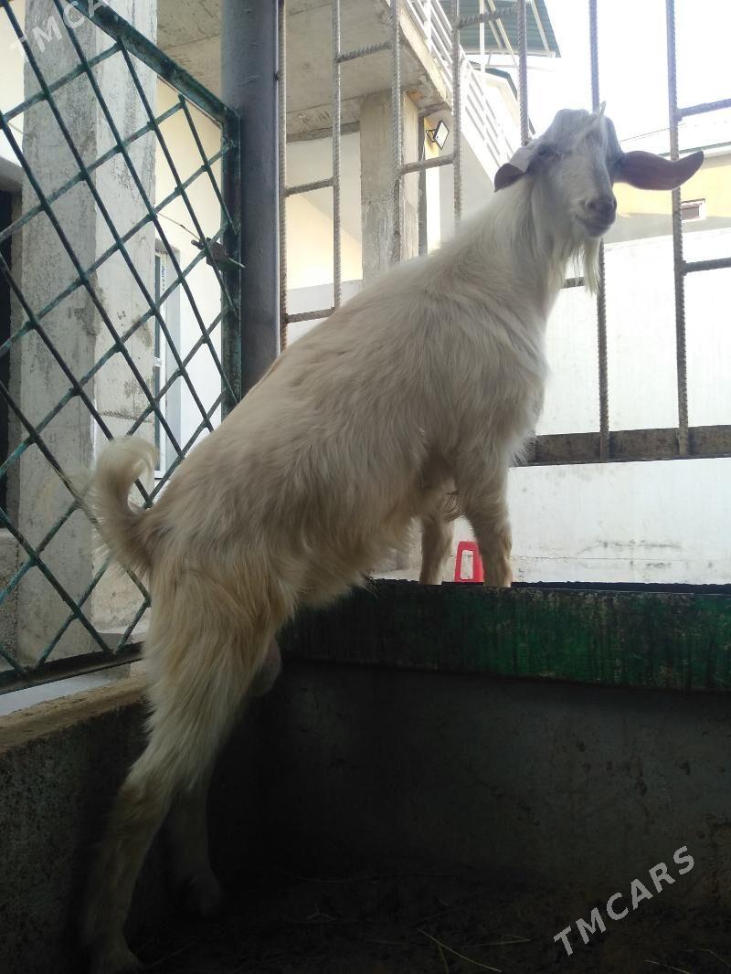 Paroda teke - Aşgabat - img 1