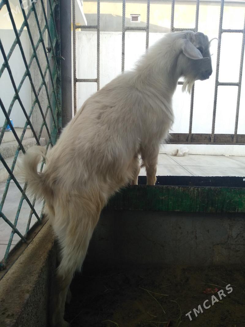 Paroda teke - Aşgabat - img 4