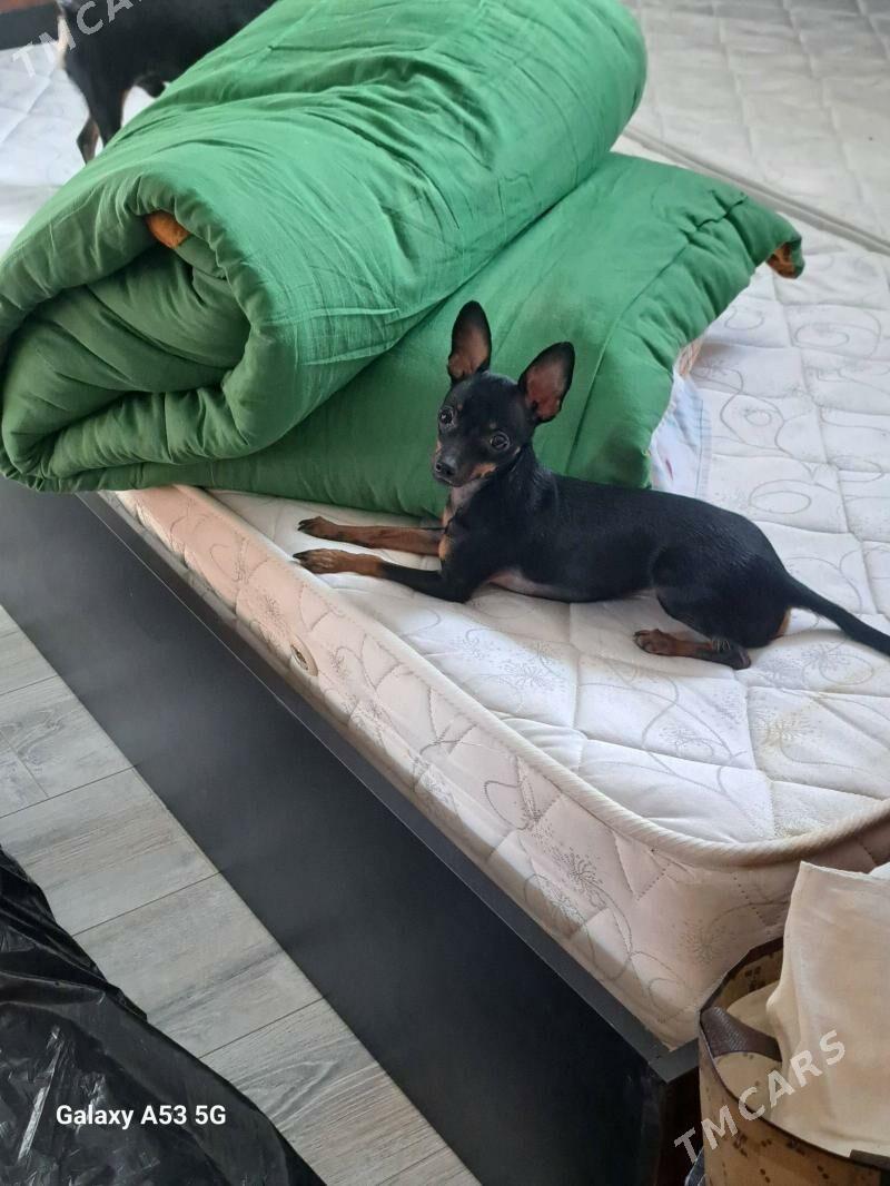 щенки щенок gujuk русский той - Türkmenbaşy - img 1