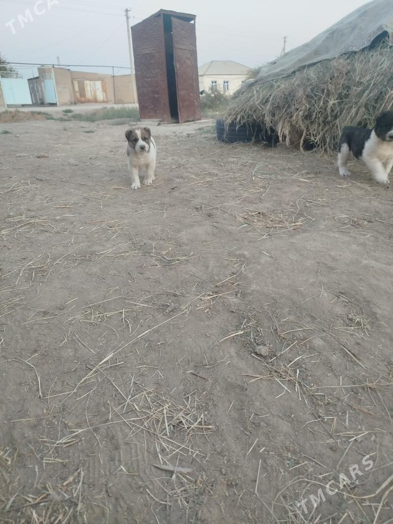 Albay - Murgap - img 4