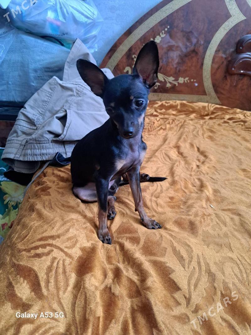 щенки щенок gujuk русский той - Türkmenbaşy - img 4