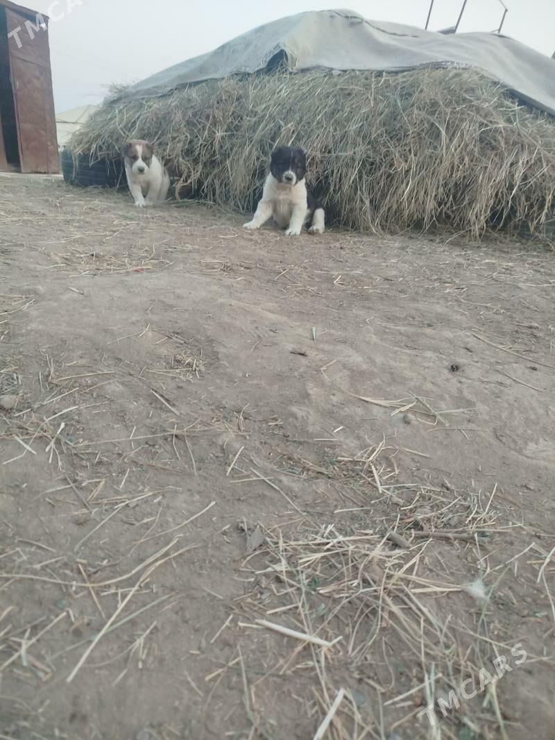 Albay - Murgap - img 3