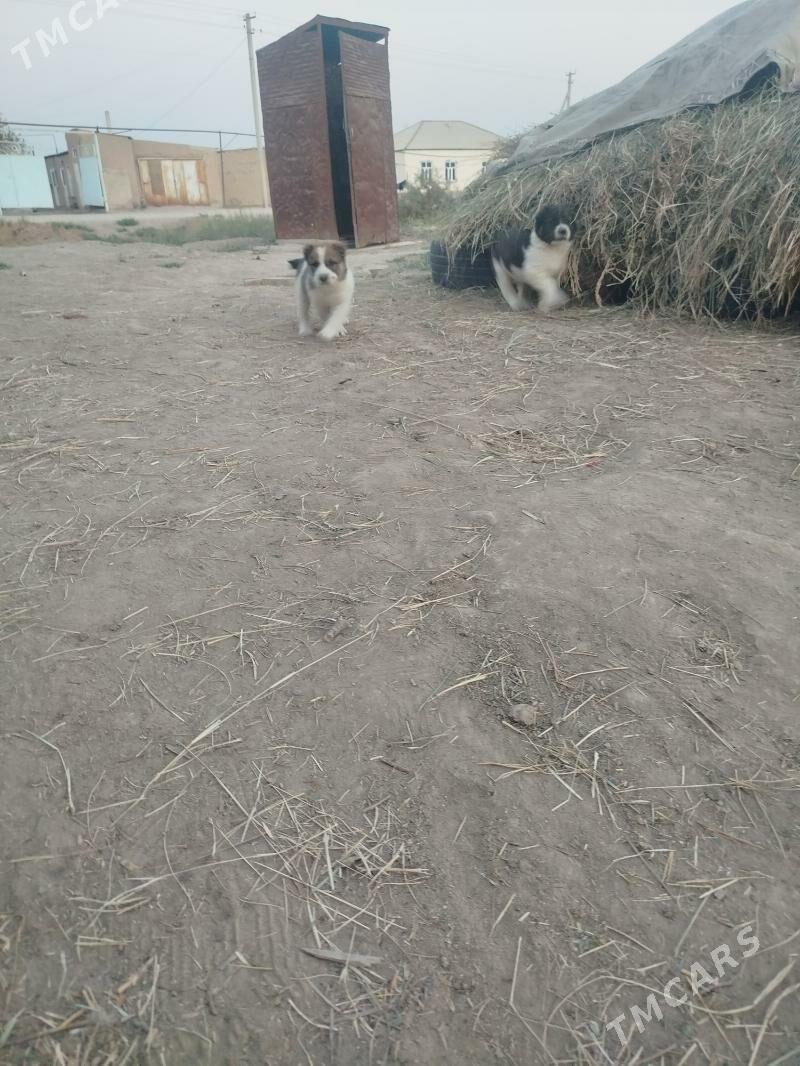 Albay - Murgap - img 5