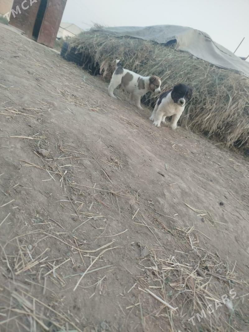 Albay - Murgap - img 2