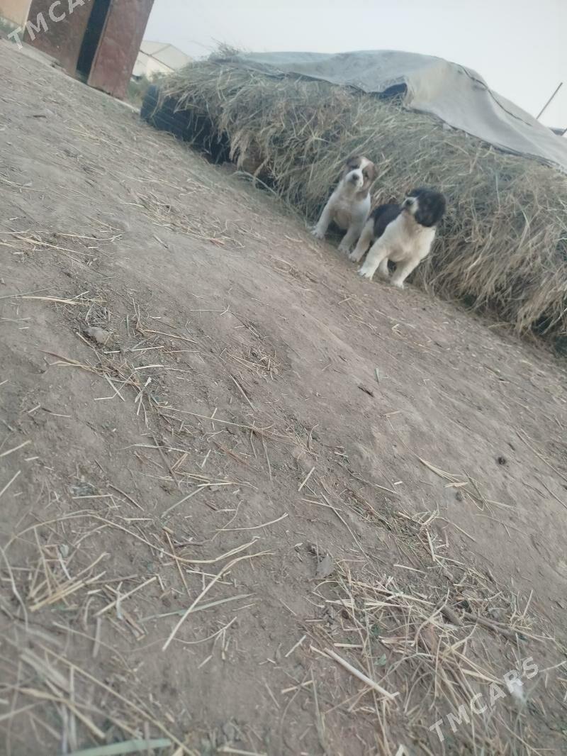 Albay - Murgap - img 6