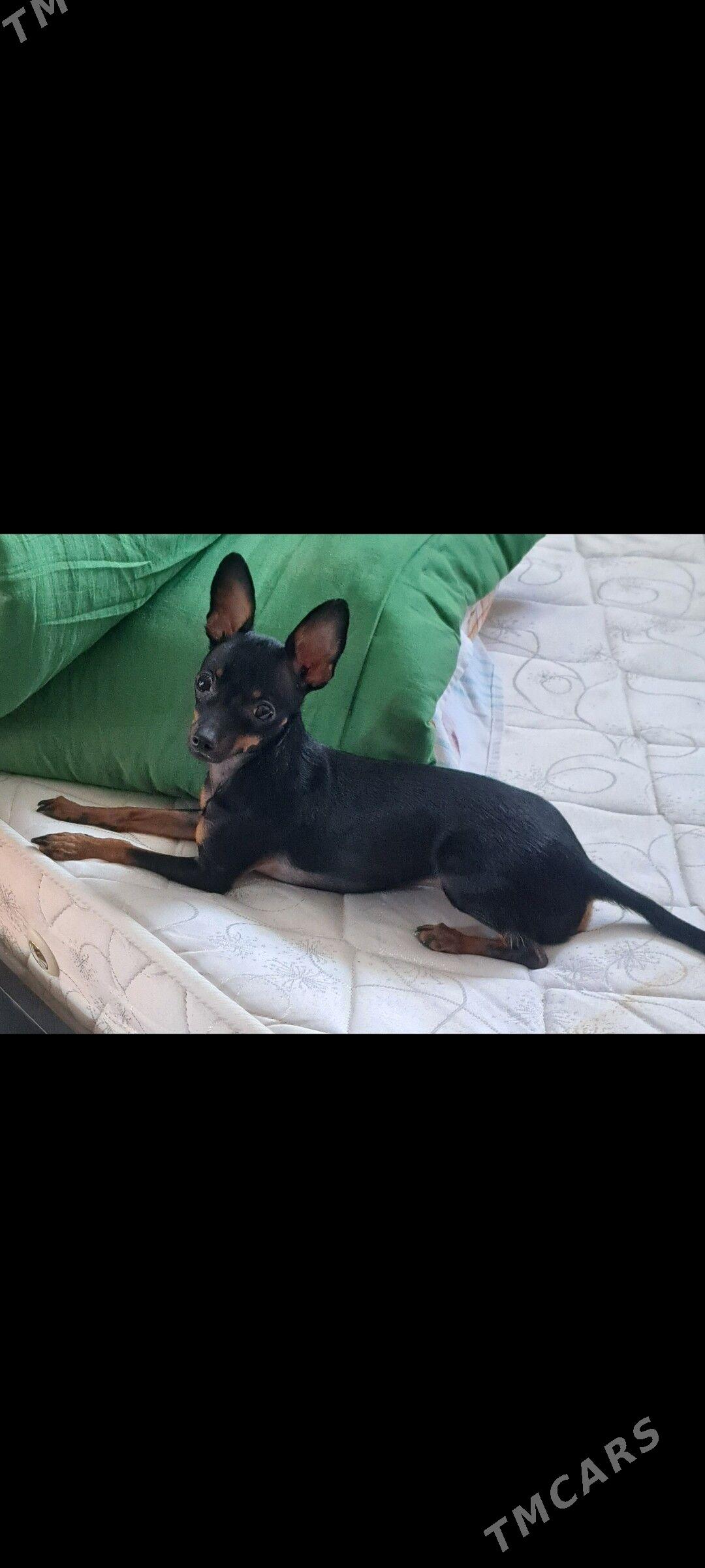 щенки щенок gujuk русский той - Türkmenbaşy - img 2