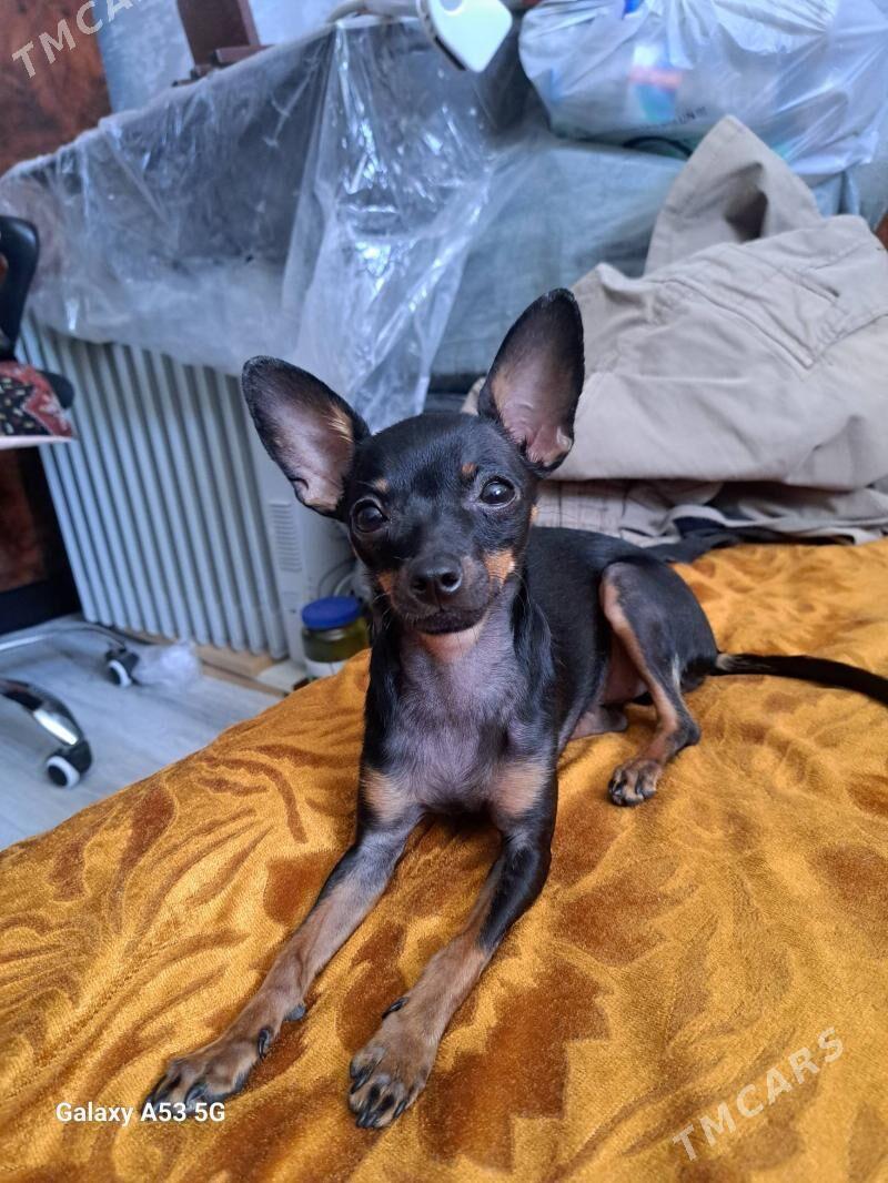 щенки щенок gujuk русский той - Türkmenbaşy - img 3