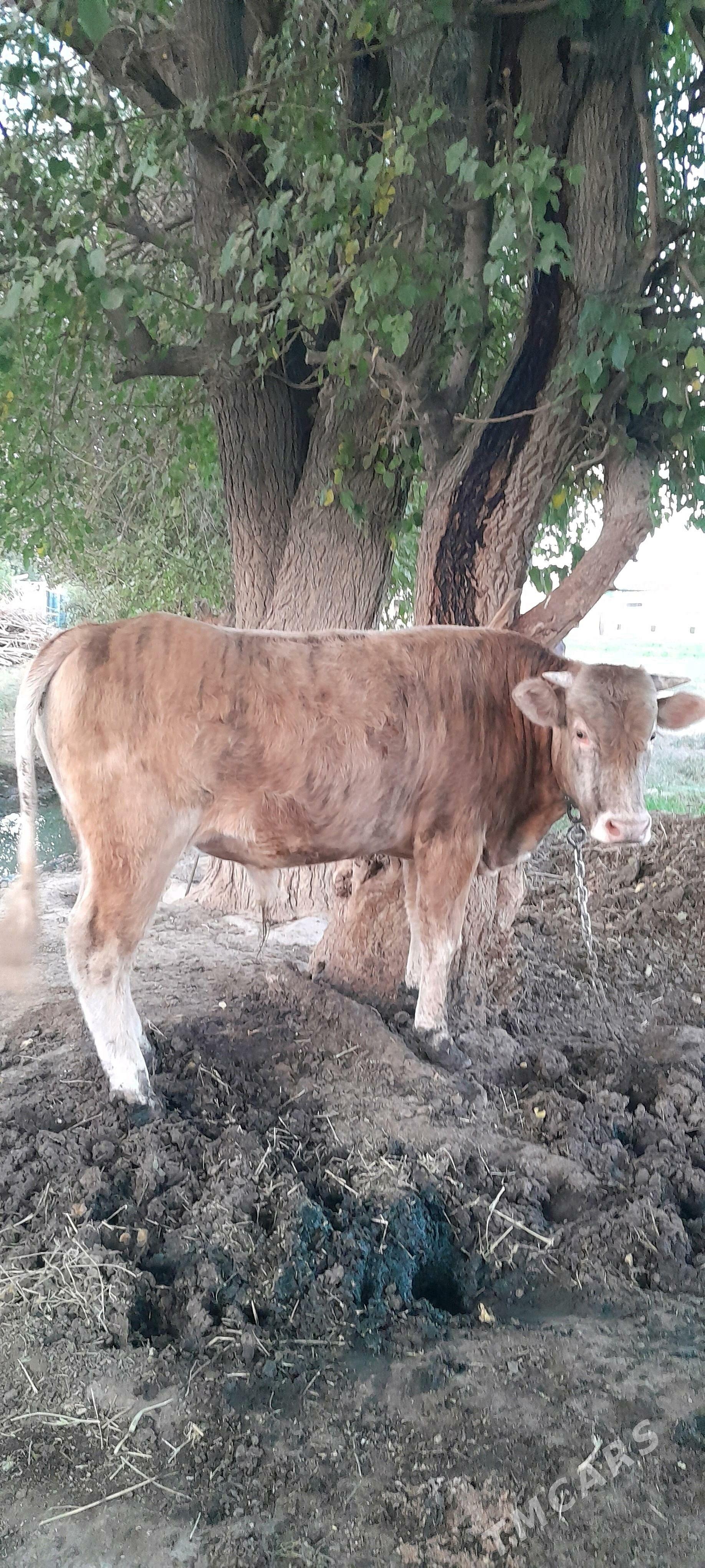 öküz - Гёкдепе - img 1