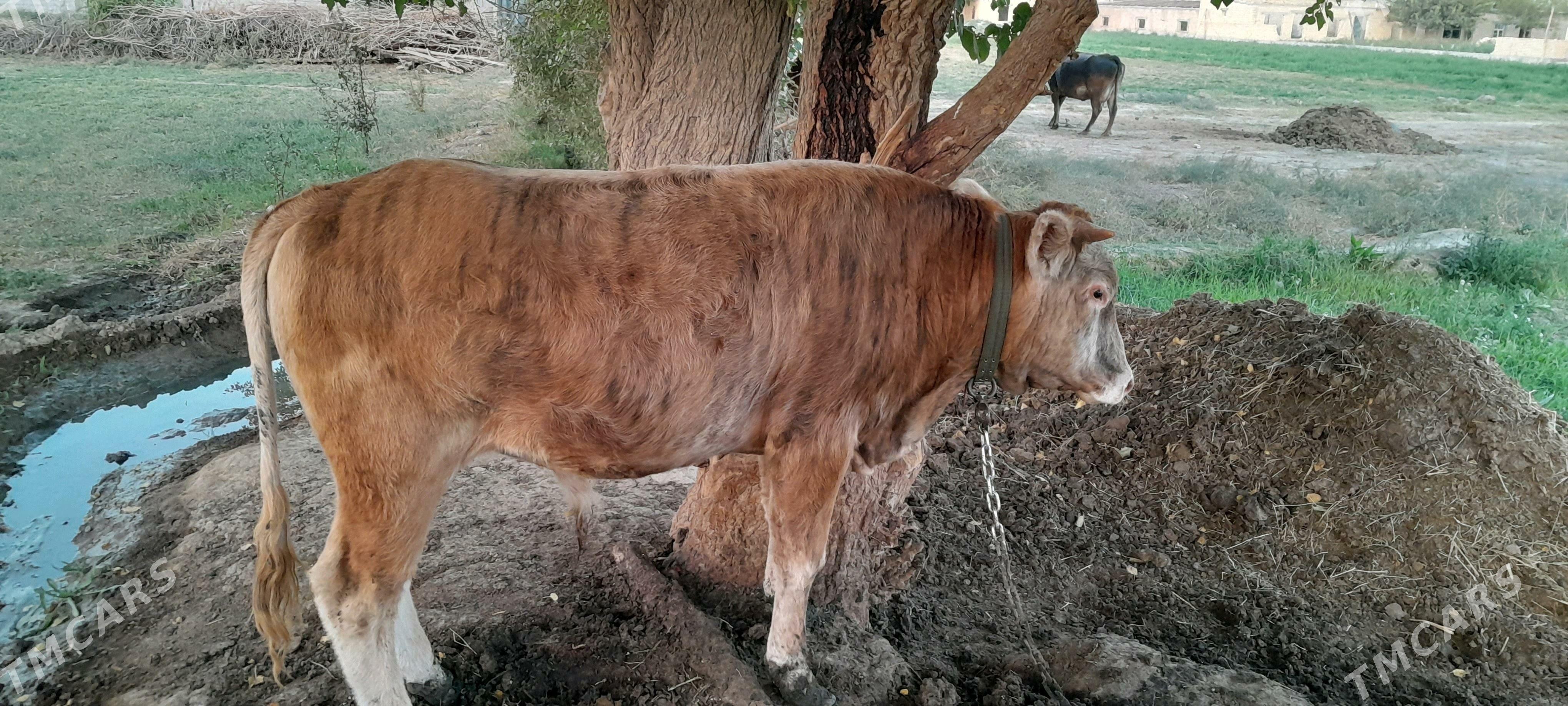 öküz - Гёкдепе - img 2