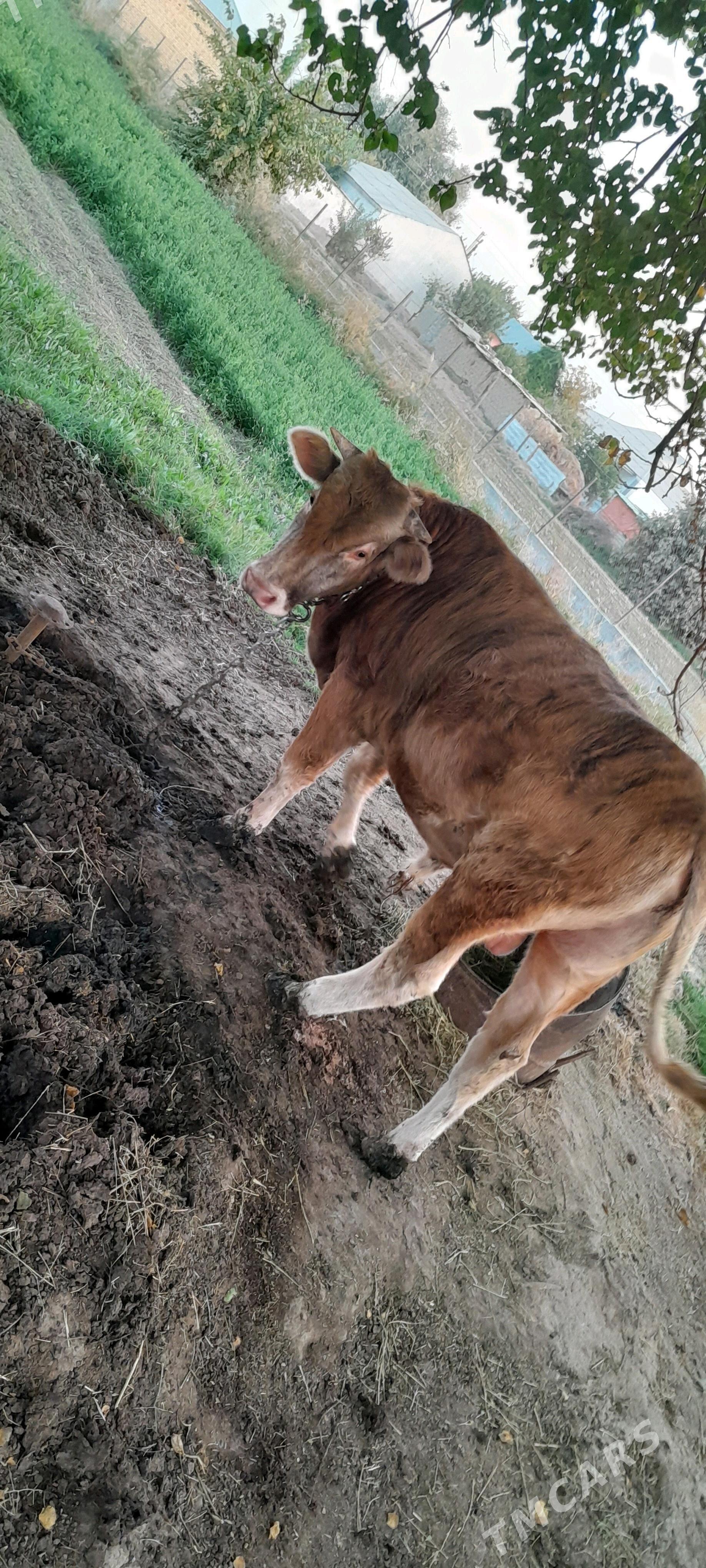 öküz - Гёкдепе - img 3