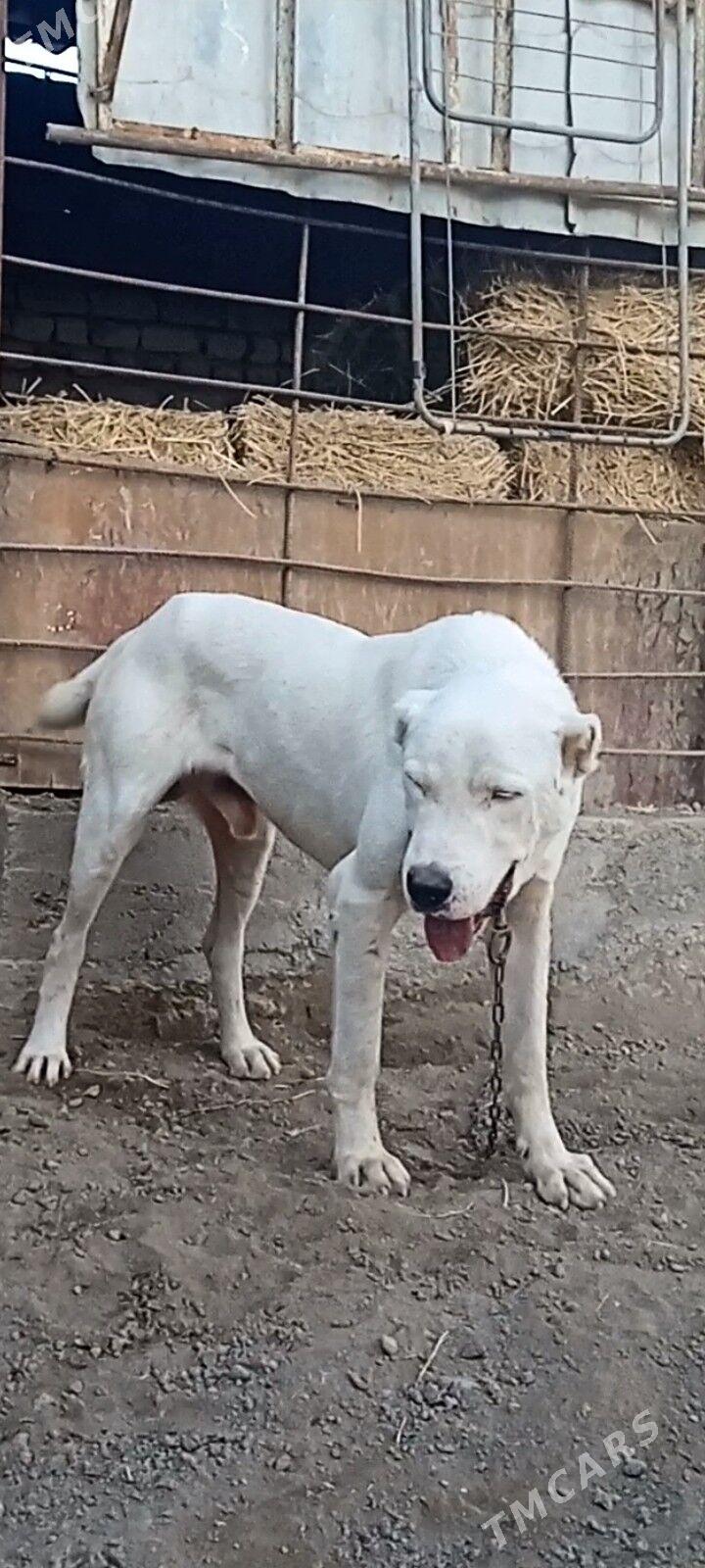 Akbaÿ - Ашхабад - img 2