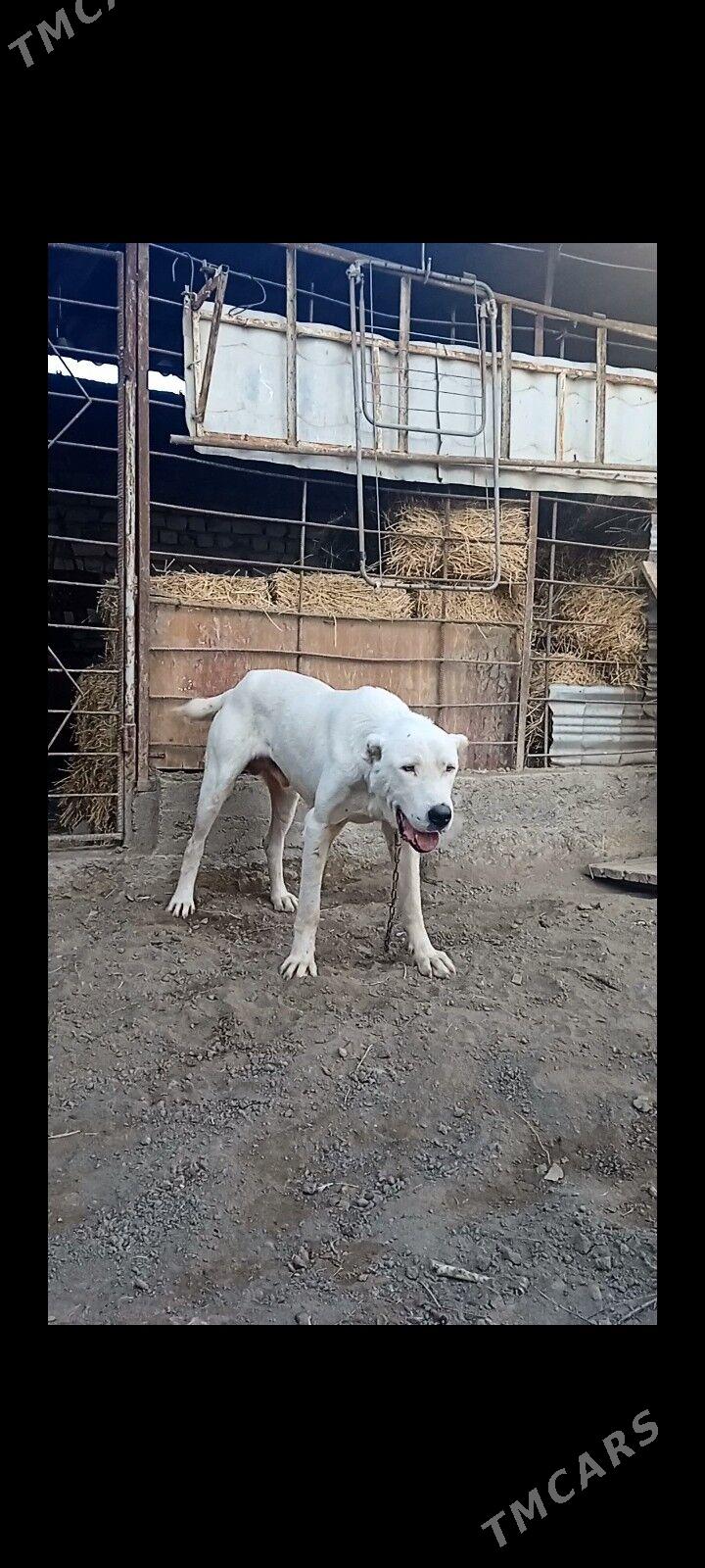 Akbaÿ - Ашхабад - img 4