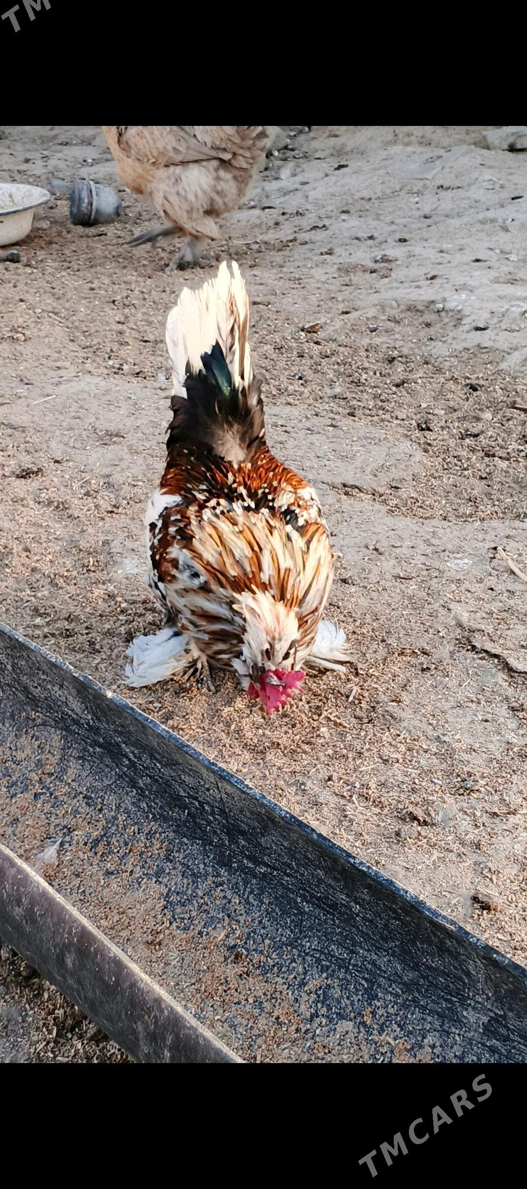 Karlik - Gyzylarbat - img 2