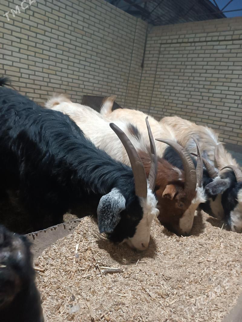 Geciler - Мары - img 2