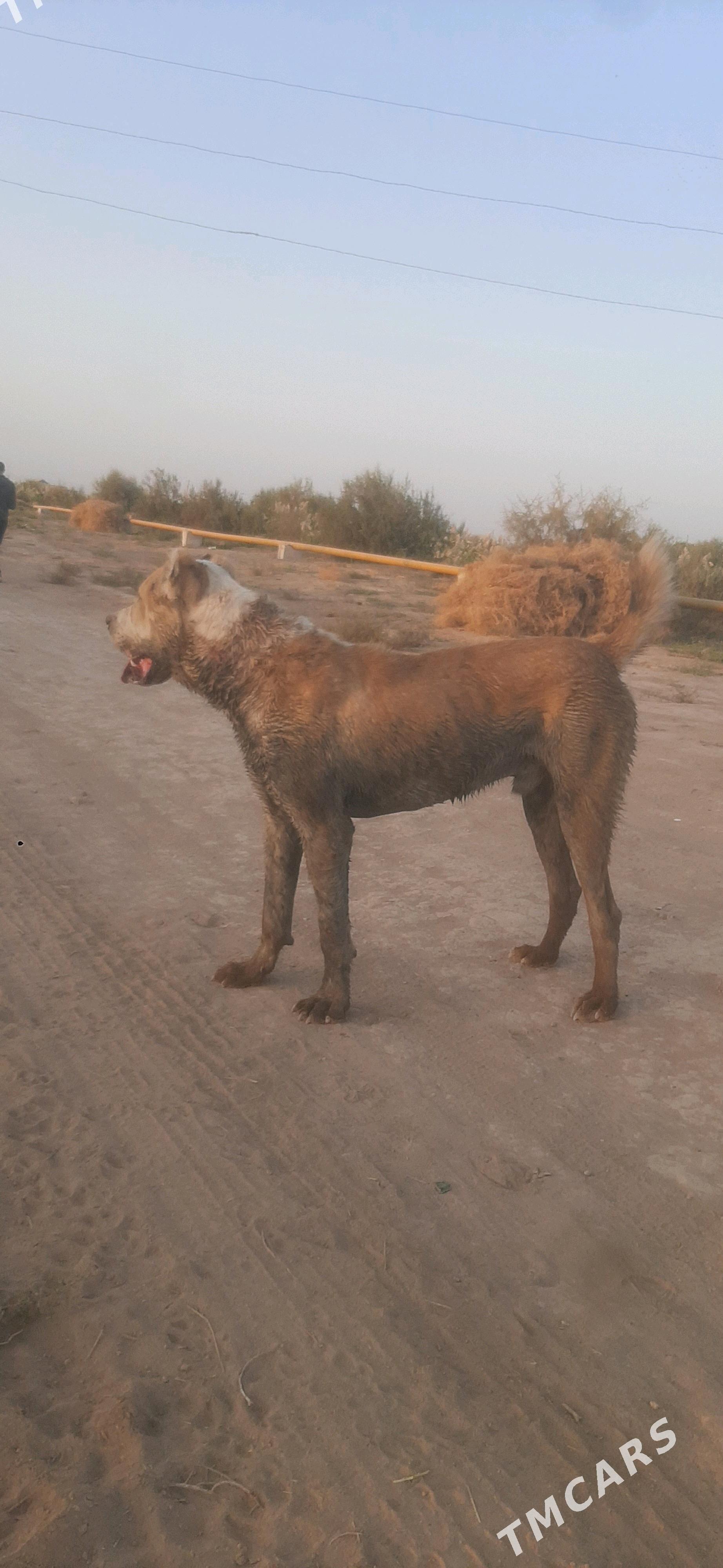 GAPLAŇ - Теджен - img 3